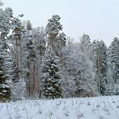 Zima