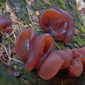 Ušiska