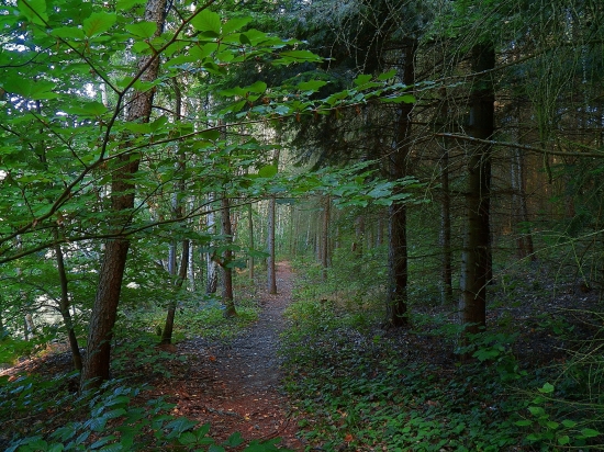 Pěšinou