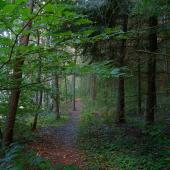 Pěšinou