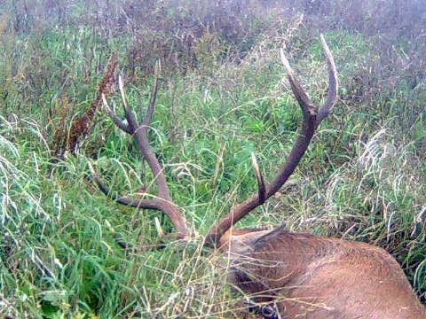 Pri kosení kukurice