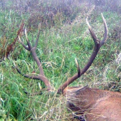 Pri kosení kukurice