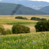 Čakanie na diviačiu :D