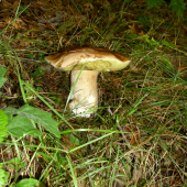 Potešil :-)