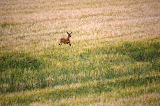 HOP