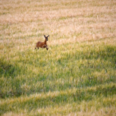 HOP