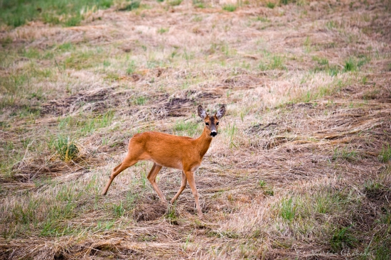 Srna lesná (Capreolus capreolus)