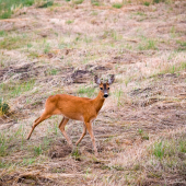 Srna lesná (Capreolus capreolus)
