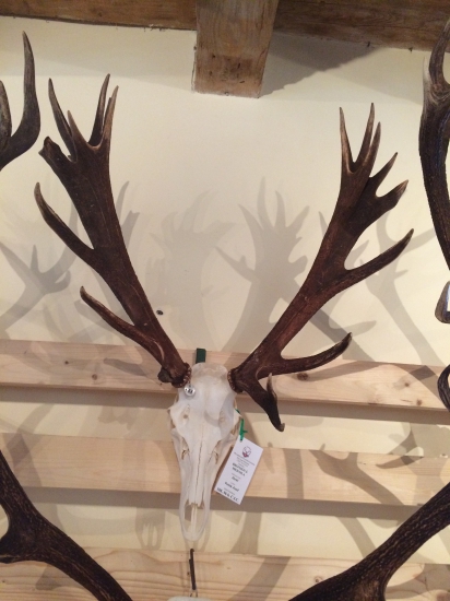 Chovatelská prehliadka Sv Anton