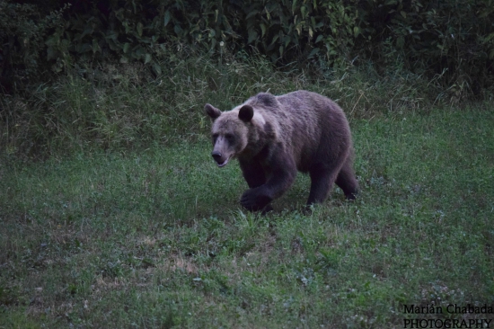 Zimomriavky na chrbte!