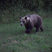 Zimomriavky na chrbte!