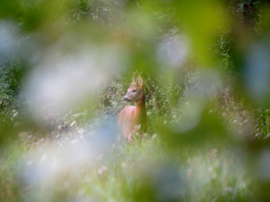 Cez jedinú možnú škúlinku.