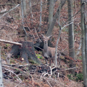 Vyrusene pri oddychu