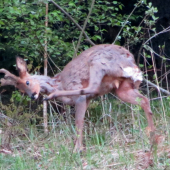 Akrobat