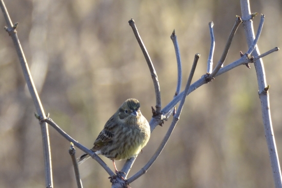 Spoločník na posede :)