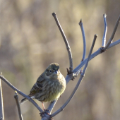 Spoločník na posede :)