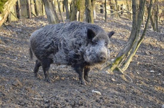 Stretnúť v lese by som ho nechcela....:)