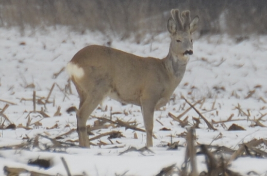 Ráno, cesta do práce, krásny začiatok dňa ... :)