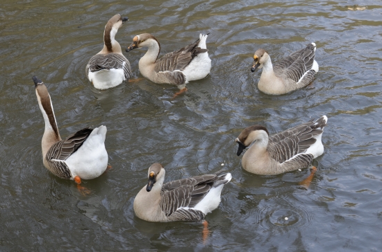 Kolo, kolo mlynské ...:)))