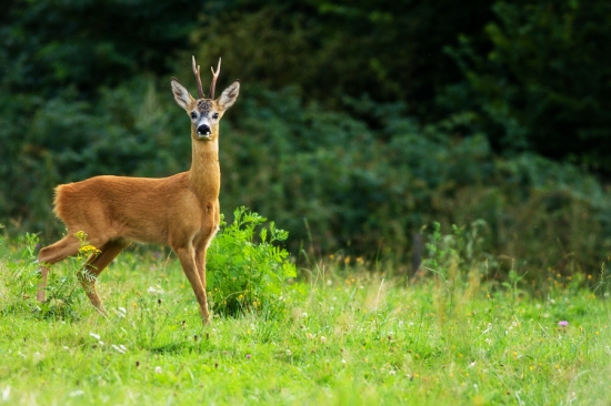 Posledný privábený túto ruju