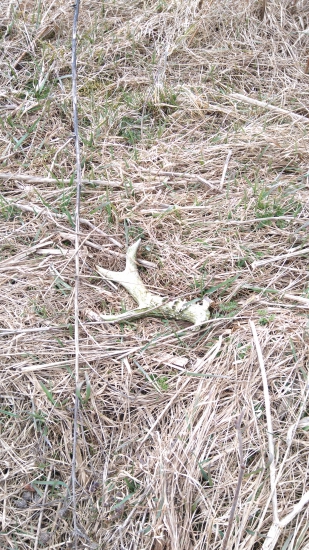 Aj taký poteší už keď nie z jeleňa