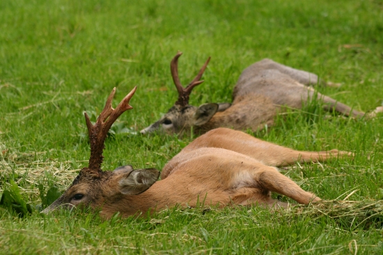 Slovenští přátelé na lovu srnců v Čechách II.