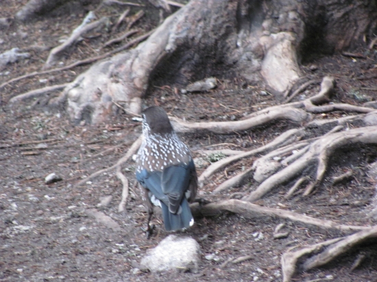 Pózujúci krásavec