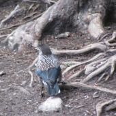 Pózujúci krásavec