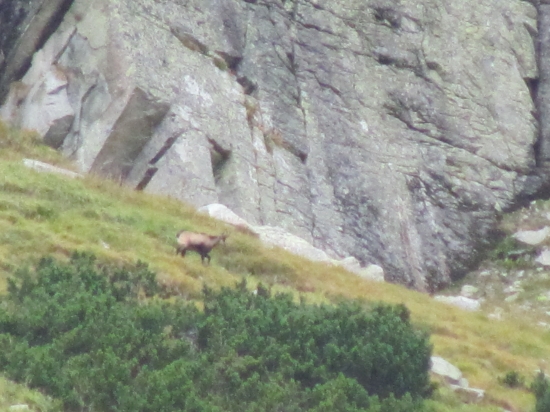 Pán tatranských svahov