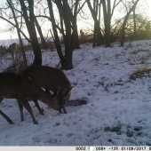 Laske zima neprekaza :)