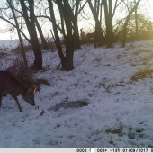 Parozky nam pekne rastu