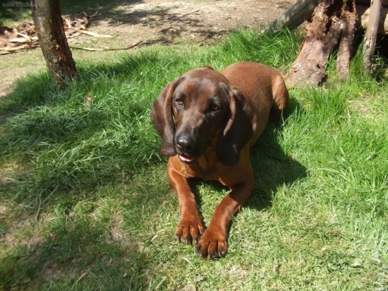 Candy z Pramenov Turca