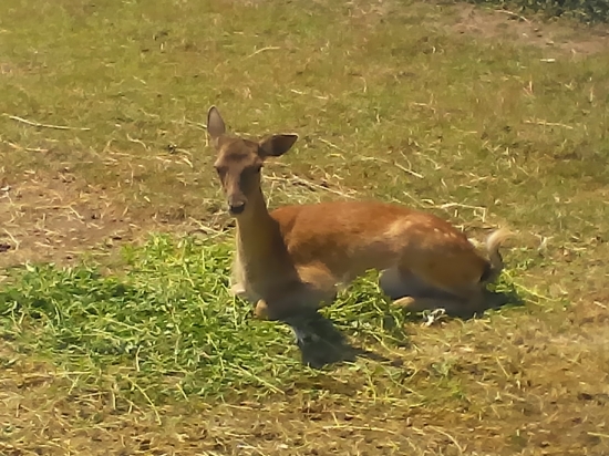 obedňajšia siesta