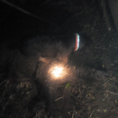 Úspešná dohladávka.