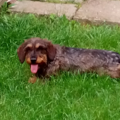 Dani