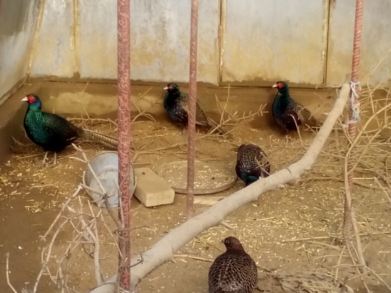 Pripravený na vypustenie.