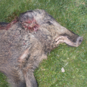 Sanitárny odstrel- bez čeluste