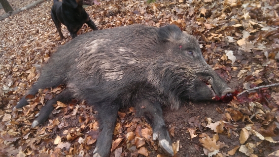 Silvestrovský kanček