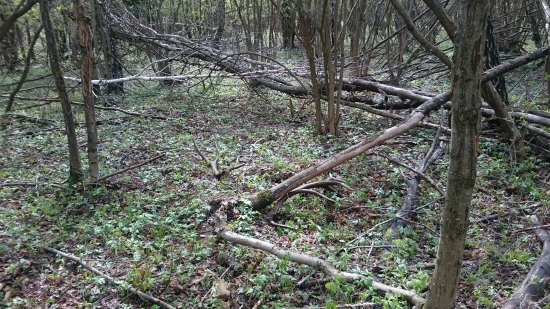 trojkilove necakane prekvapenie