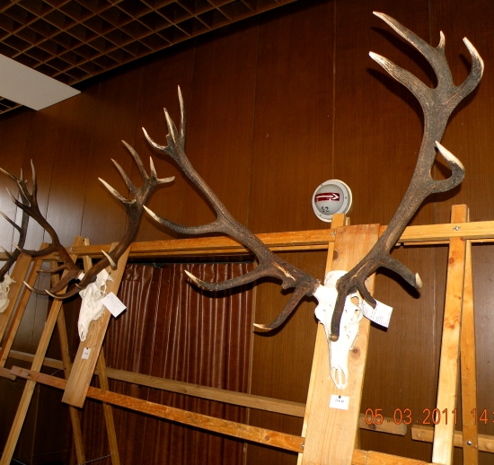 CHP Hriňová - zlatý úhyn (mimo CHPO)