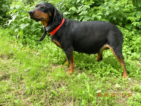 DIANA Lohyňa -  56.deň gravidity