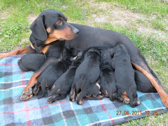 šteniatka s maminkou
