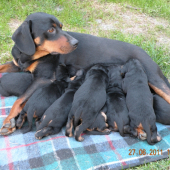 šteniatka s maminkou