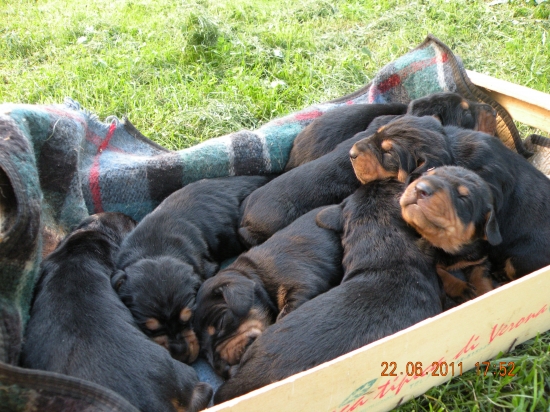 šteniatka z CHS Lohyňa