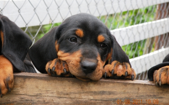 Slovenský kopov - FAUNA Lohyňa