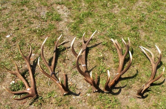 takto rastie fešák z podpoľania :)