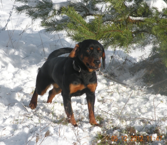 FLORA dnes prehrala boj s kancom