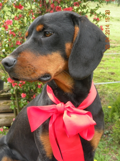 Veselú Veľkú noc!