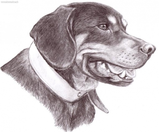 môj portrét mojej BONY :)