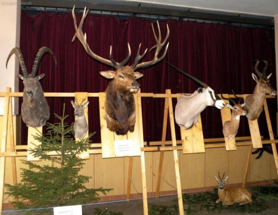 chovateľská prehliadka